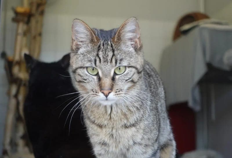 Alister - Katze zur Adoption aus Tierheim Freiburg
