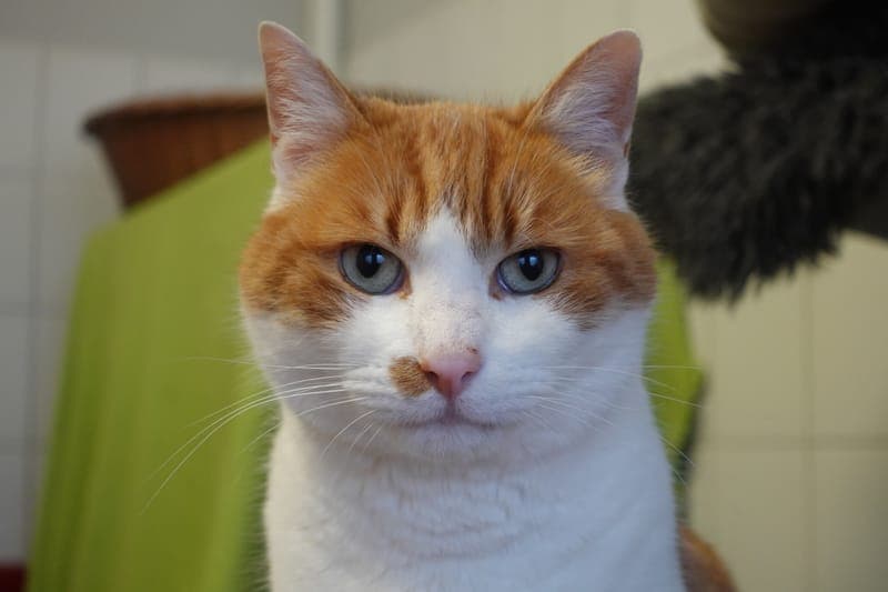 Amadeus - Katze zur Adoption aus Tierheim Freiburg
