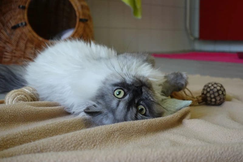 Animal-Hoarding-Katzen - Katze zur Adoption aus Tierheim Freiburg