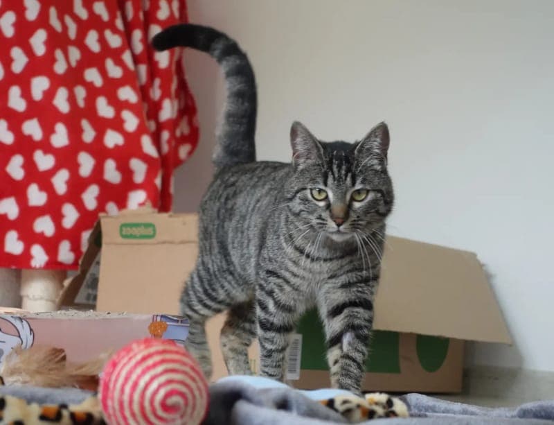 Benedicta - Katze zur Adoption aus Tierheim Freiburg