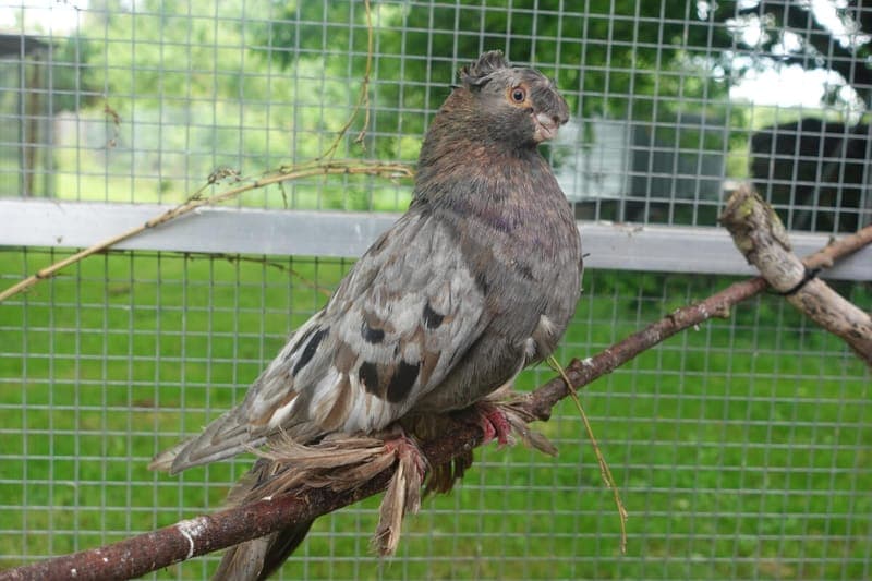 Bob - Vogel zur Adoption aus Tierheim Freiburg