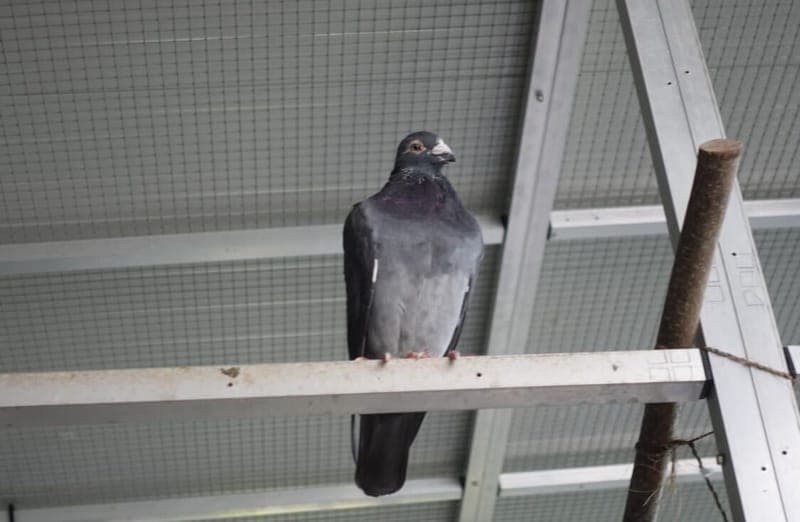 Bonnie - Vogel zur Adoption aus Tierheim Freiburg