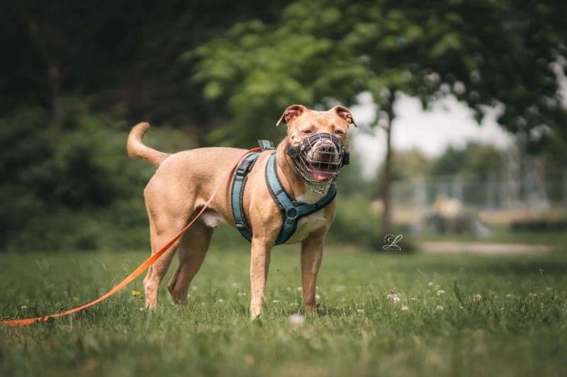 Bounty - Hund zur Adoption aus Tierheim Freiburg