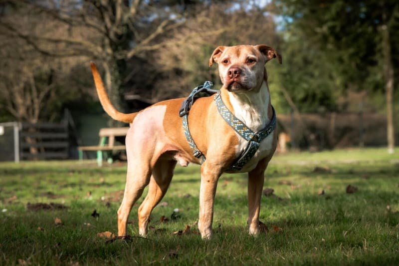 Buddy - Hund zur Adoption aus Tierheim Freiburg