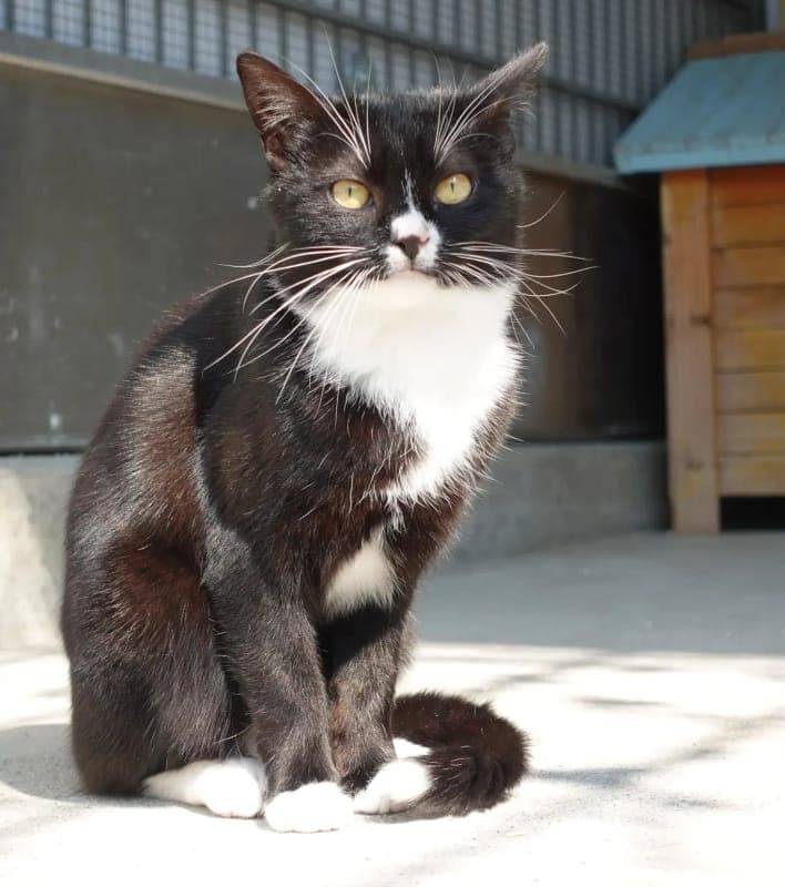 Bufari - Katze zur Adoption aus Tierheim Freiburg