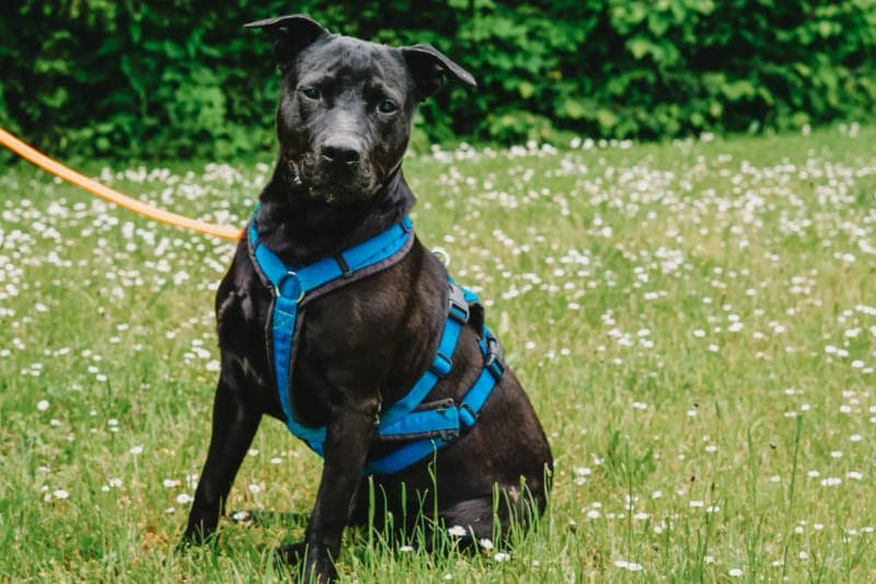 Carlos - Hund zur Adoption aus Tierheim Freiburg