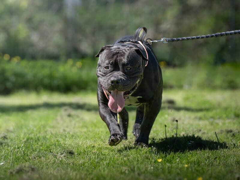 Chappo - Hund zur Adoption aus Tierheim Freiburg