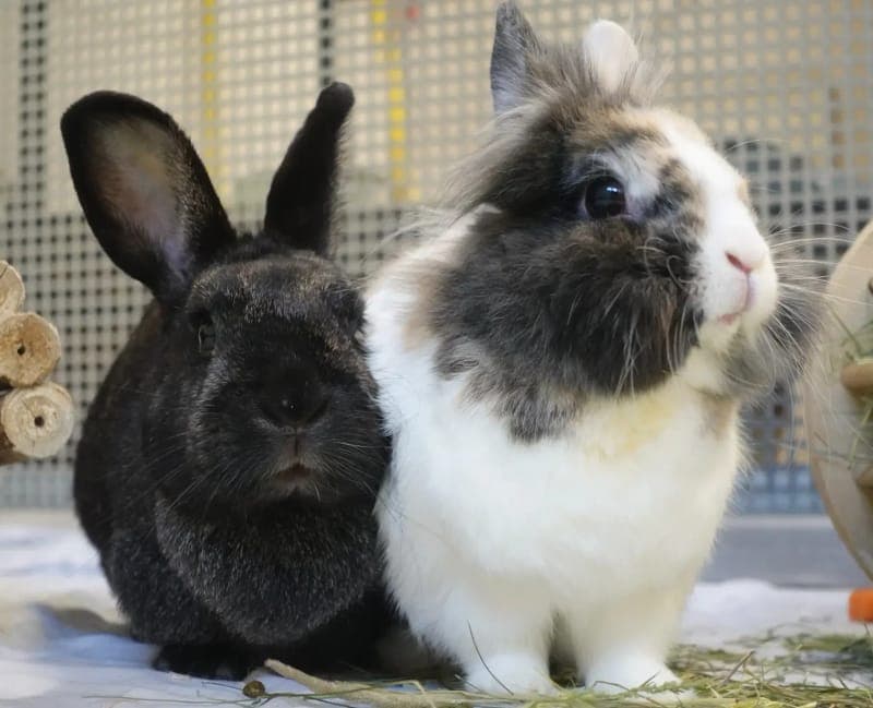 Charles und Luna - Kleintier zur Adoption aus Tierheim Freiburg