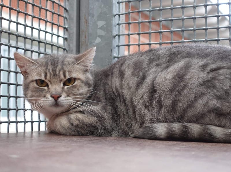 Danny - Katze zur Adoption aus Tierheim Freiburg