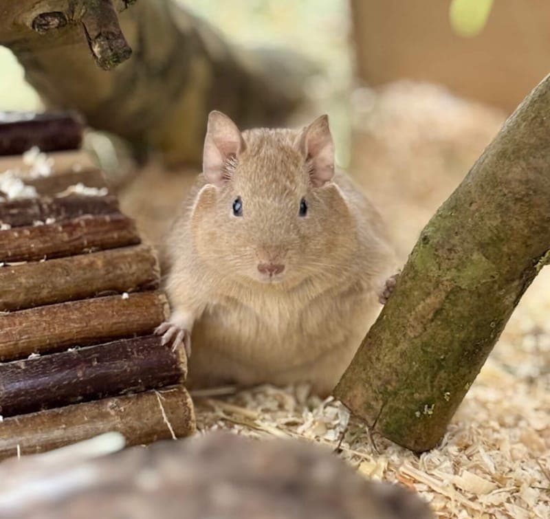 Degu Arya und ihre 5 Zwerge - Kleintier zur Adoption aus Tierheim Freiburg