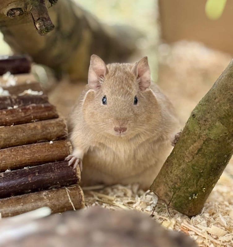 Degus Aragorn, Legolas & Gimli - Kleintier zur Adoption aus Tierheim Freiburg