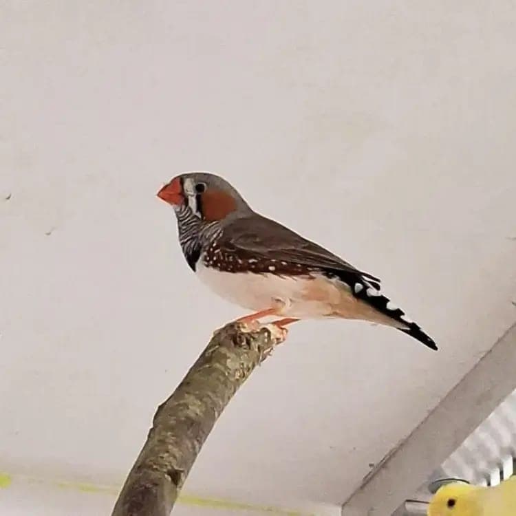 Franz - Vogel zur Adoption aus Tierheim Freiburg