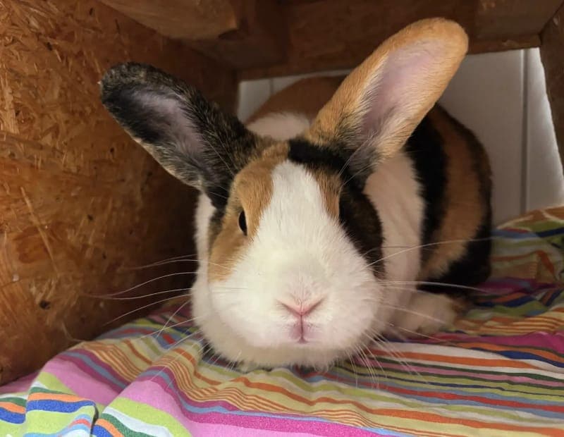Honey Bunny - Kleintier zur Adoption aus Tierheim Freiburg