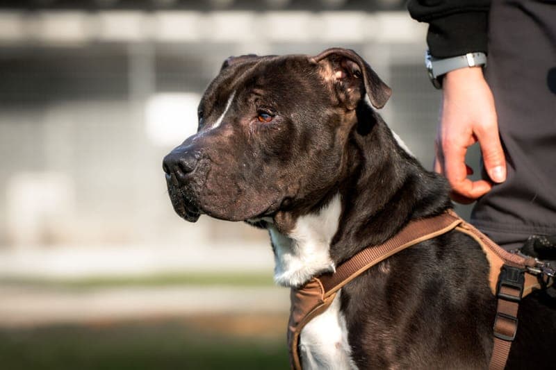 Jamiro - Hund zur Adoption aus Tierheim Freiburg