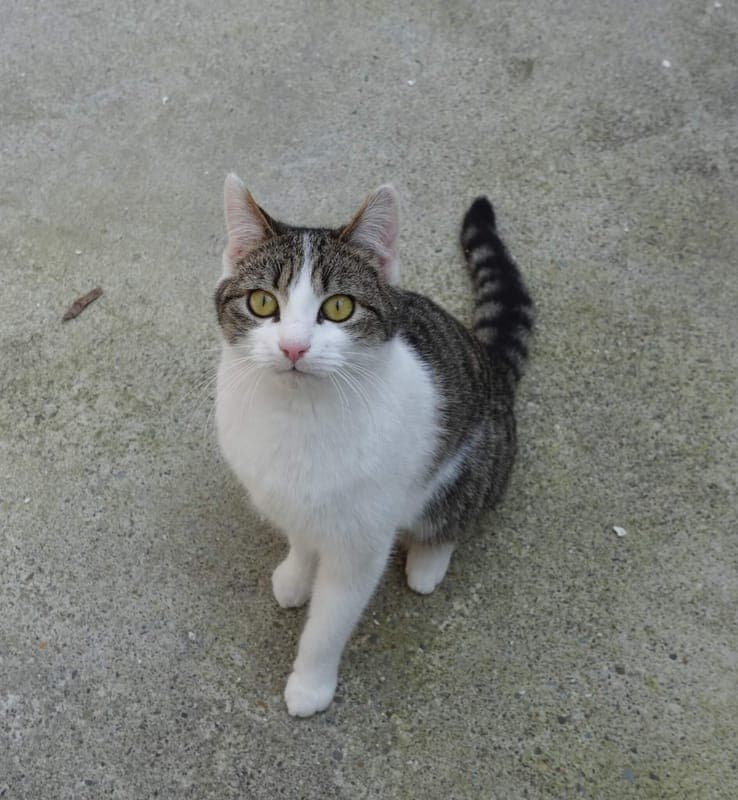 Jardin - Katze zur Adoption aus Tierheim Freiburg