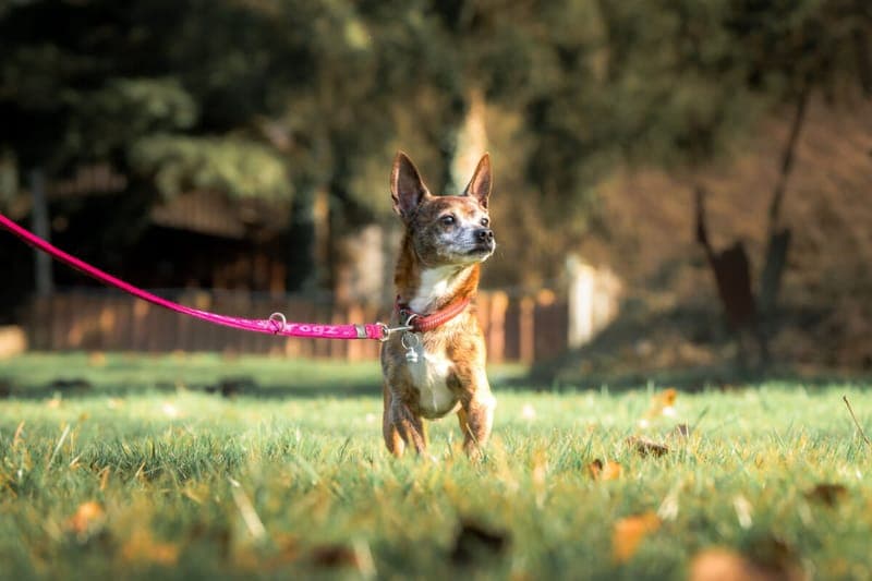 Kalle - Hund zur Adoption aus Tierheim Freiburg