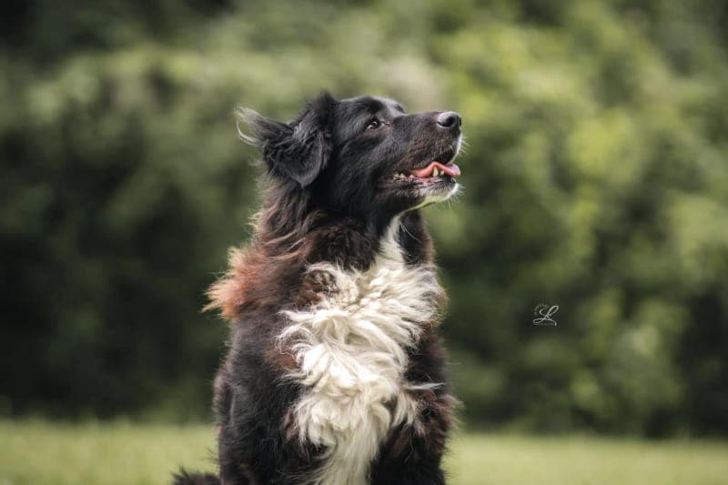 Karamell - Hund zur Adoption aus Tierheim Freiburg
