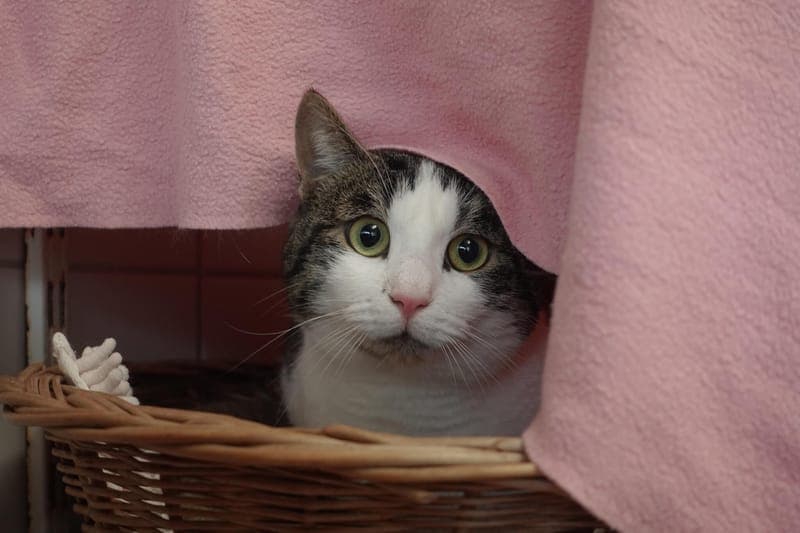 Keanu - Katze zur Adoption aus Tierheim Freiburg