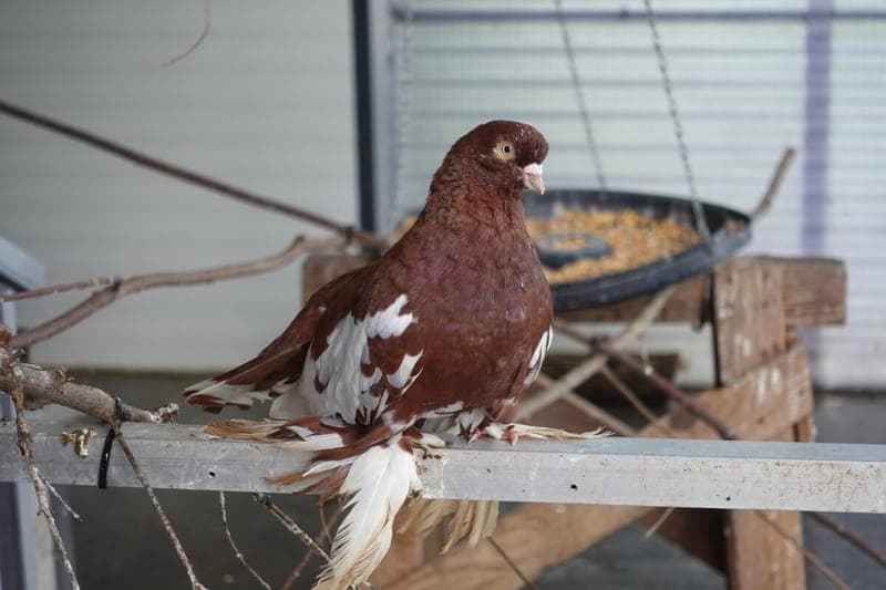 Leon S. Kennedy - Vogel zur Adoption aus Tierheim Freiburg