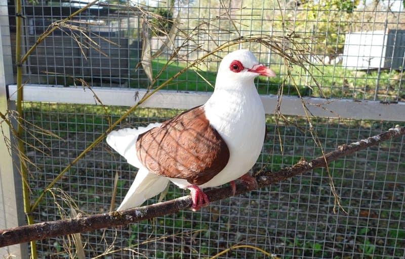 Lois - Vogel zur Adoption aus Tierheim Freiburg
