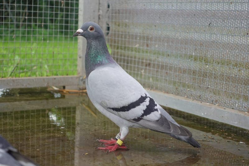 Luigi - Vogel zur Adoption aus Tierheim Freiburg