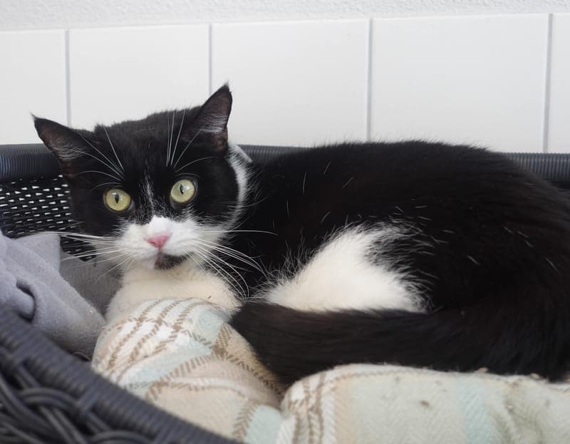 Maggie - Katze zur Adoption aus Tierheim Freiburg