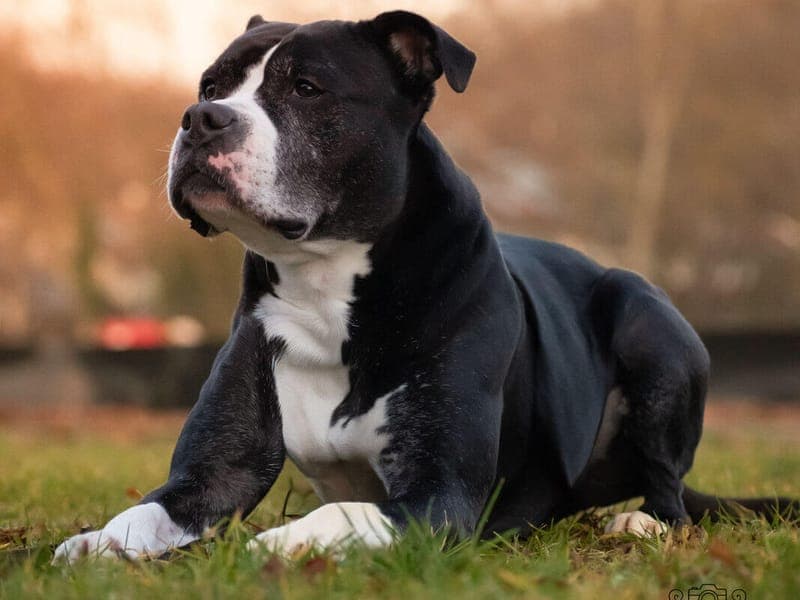 Maila - Hund zur Adoption aus Tierheim Freiburg