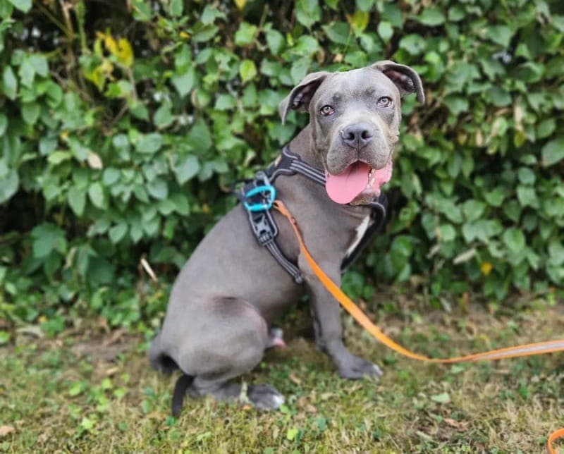 Makani - Hund zur Adoption aus Tierheim Freiburg