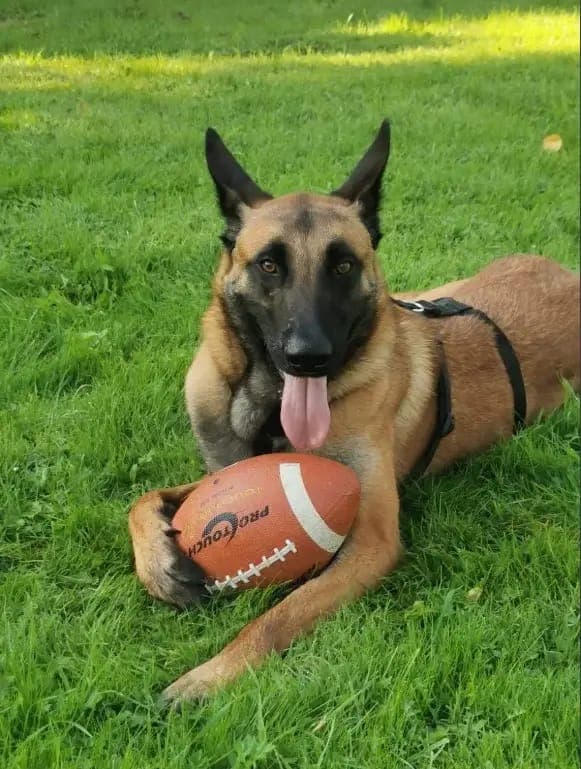 Manfred - Hund zur Adoption aus Tierheim Freiburg