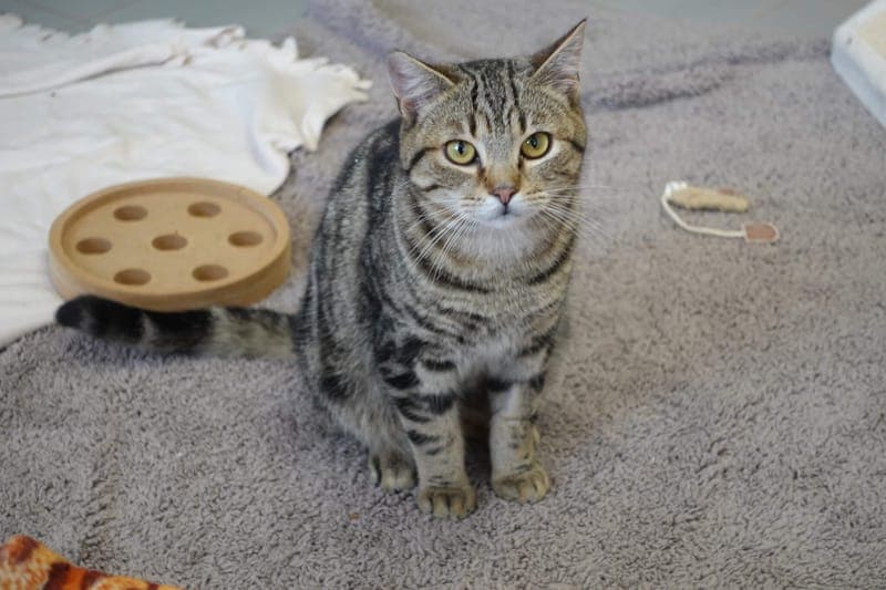 Matze - Katze zur Adoption aus Tierheim Freiburg