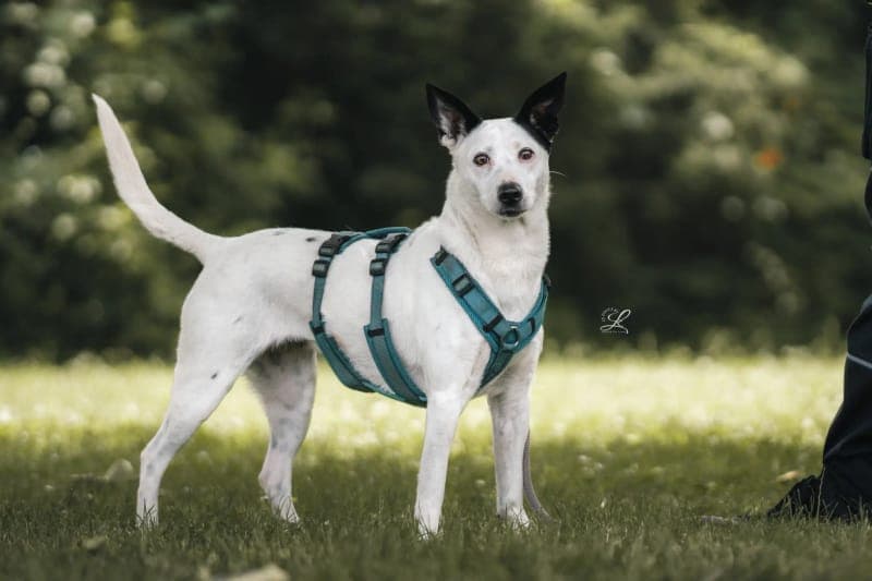 Mina - Hund zur Adoption aus Tierheim Freiburg