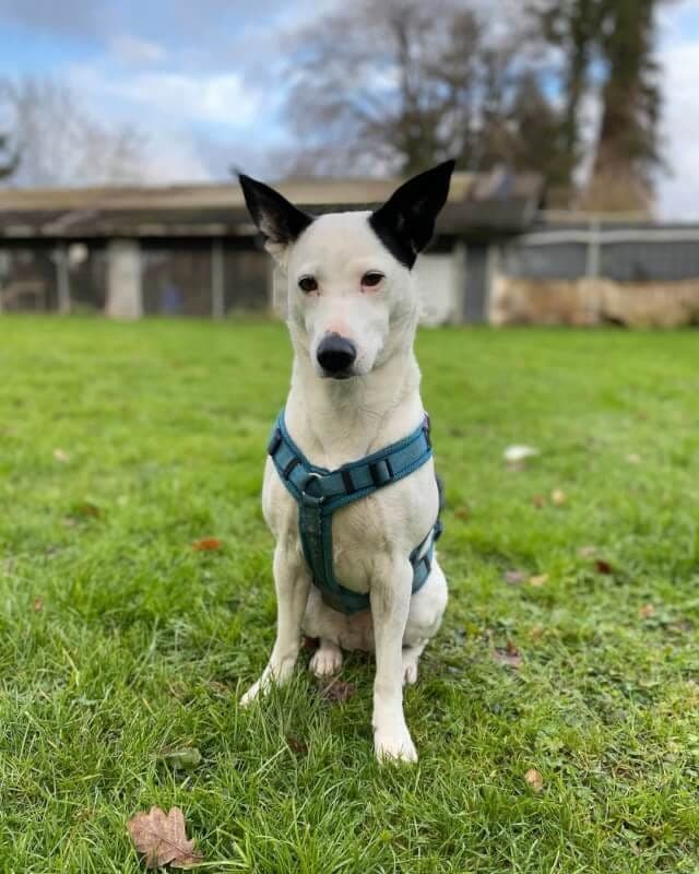 Mina - Hund zur Adoption aus Tierheim Freiburg