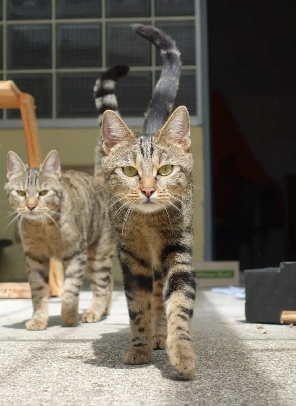 Minnie - Katze zur Adoption aus Tierheim Freiburg