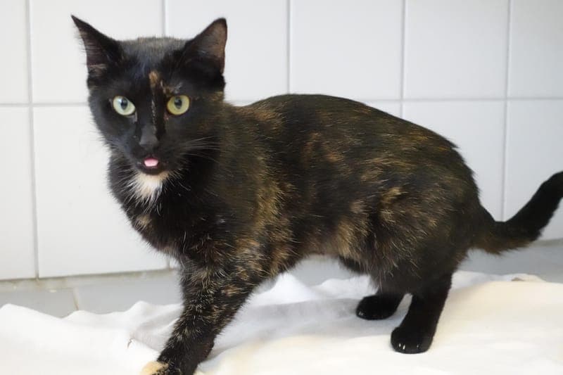 Mio - Katze zur Adoption aus Tierheim Freiburg