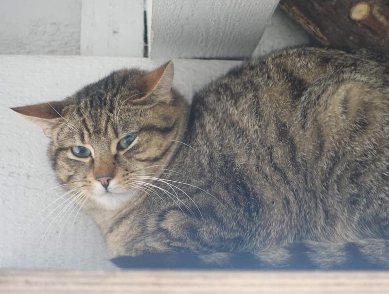 Mitch - Katze zur Adoption aus Tierheim Freiburg