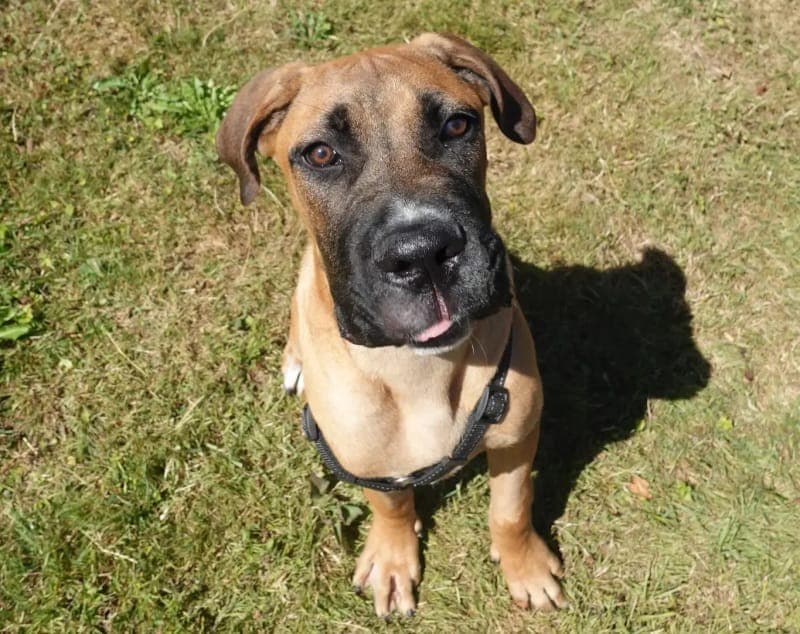 Monty - Hund zur Adoption aus Tierheim Freiburg