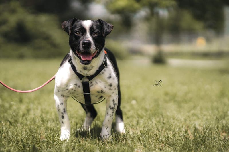 Olaf - Hund zur Adoption aus Tierheim Freiburg