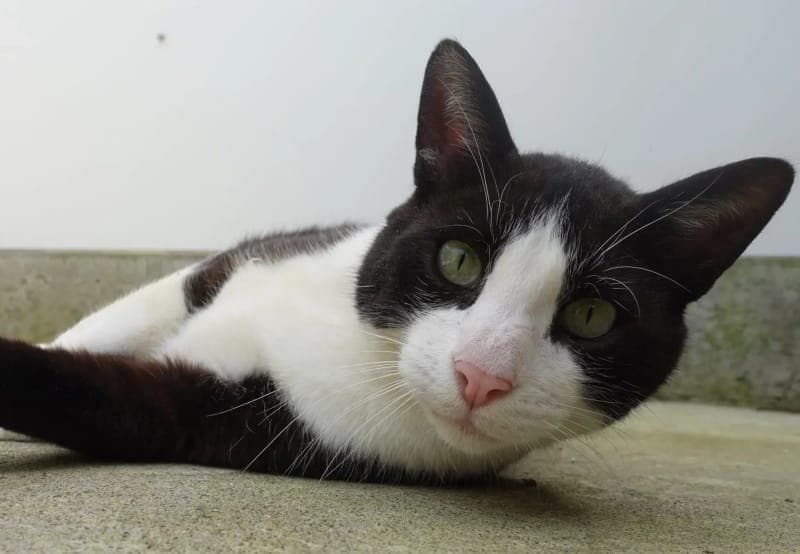 Orion - Katze zur Adoption aus Tierheim Freiburg