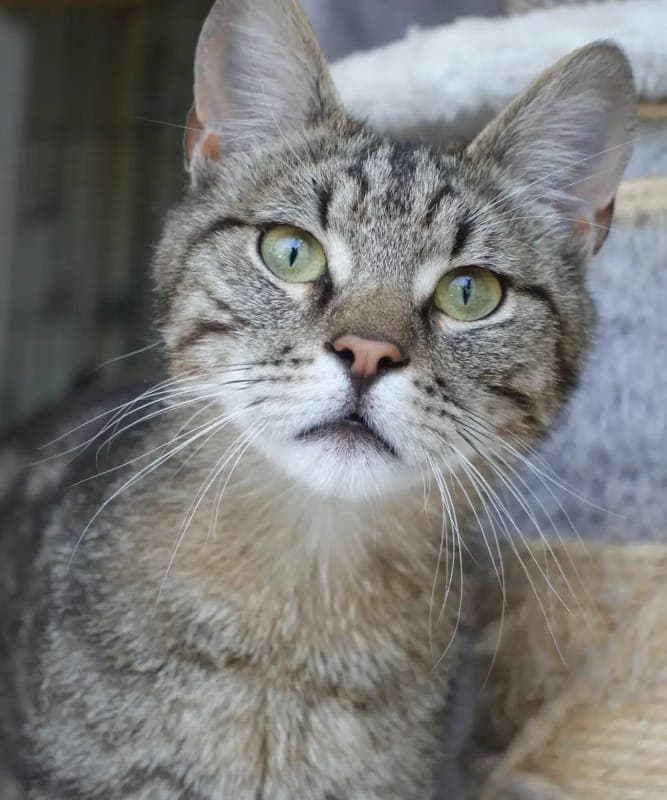 Osiris - Katze zur Adoption aus Tierheim Freiburg