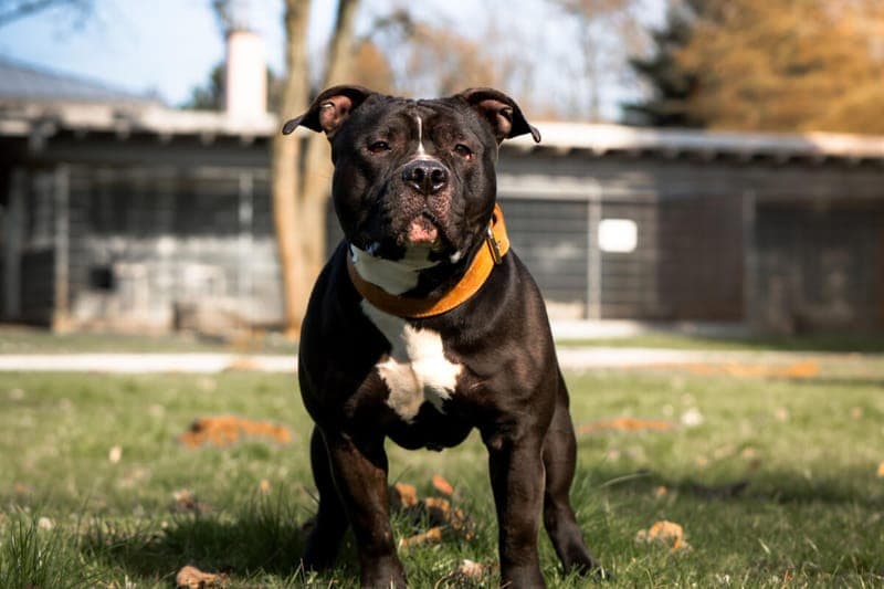 Paco - Hund zur Adoption aus Tierheim Freiburg