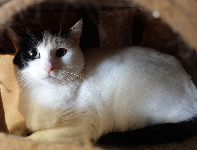 Peruna - Katze zur Adoption aus Tierheim Freiburg