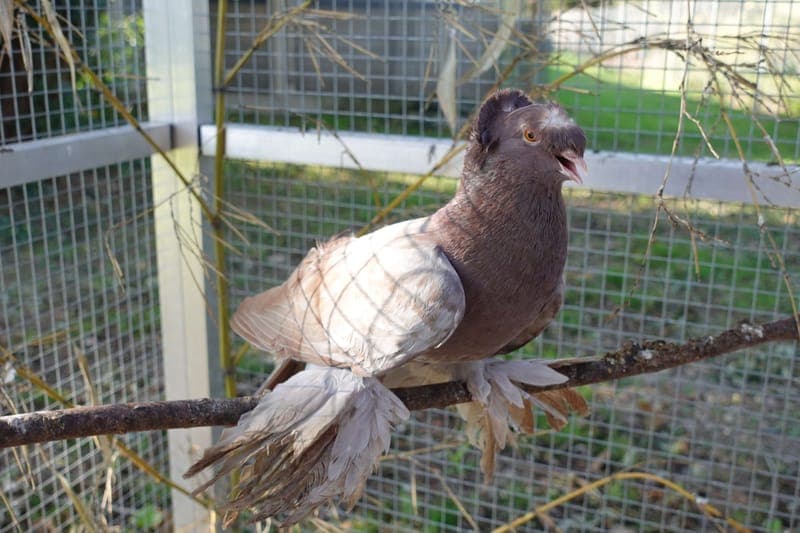 Peter - Vogel zur Adoption aus Tierheim Freiburg