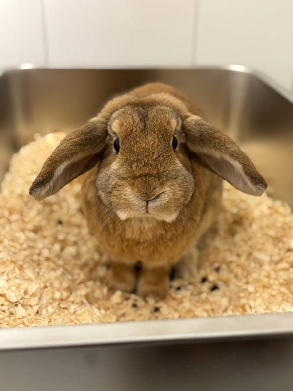 Peter Pan - Kleintier zur Adoption aus Tierheim Freiburg