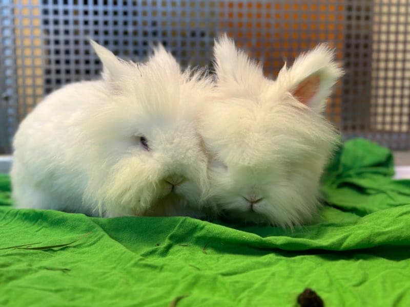 Prinzessin und Gandolf - Kleintier zur Adoption aus Tierheim Freiburg