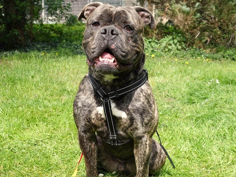 Pumbaa - Hund zur Adoption aus Tierheim Freiburg