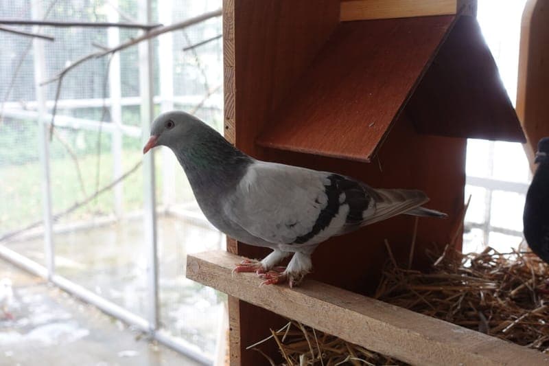 Rebecca - Vogel zur Adoption aus Tierheim Freiburg