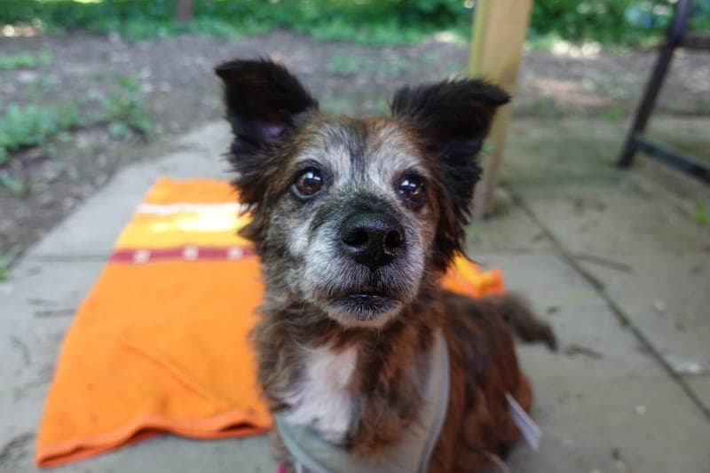 Sally - Hund zur Adoption aus Tierheim Freiburg