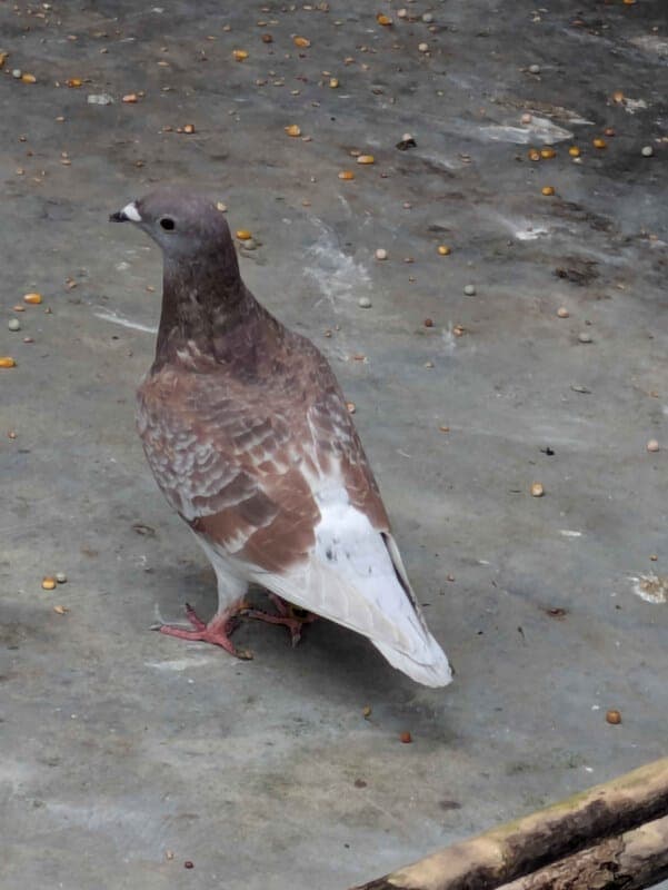Shakira - Vogel zur Adoption aus Tierheim Freiburg