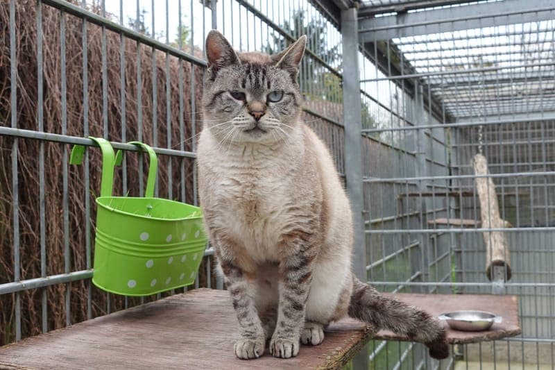 Shelly - Katze zur Adoption aus Tierheim Freiburg