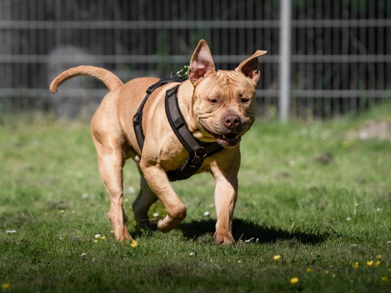 Simba - Hund zur Adoption aus Tierheim Freiburg